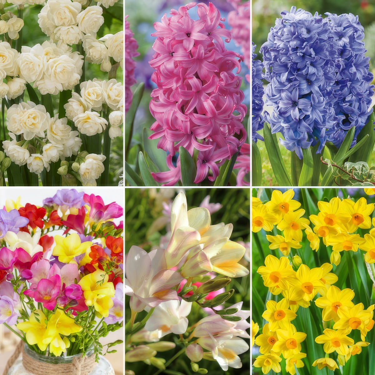Fragrant Collection Colfrgcol 2026 - Garden Express Australia
