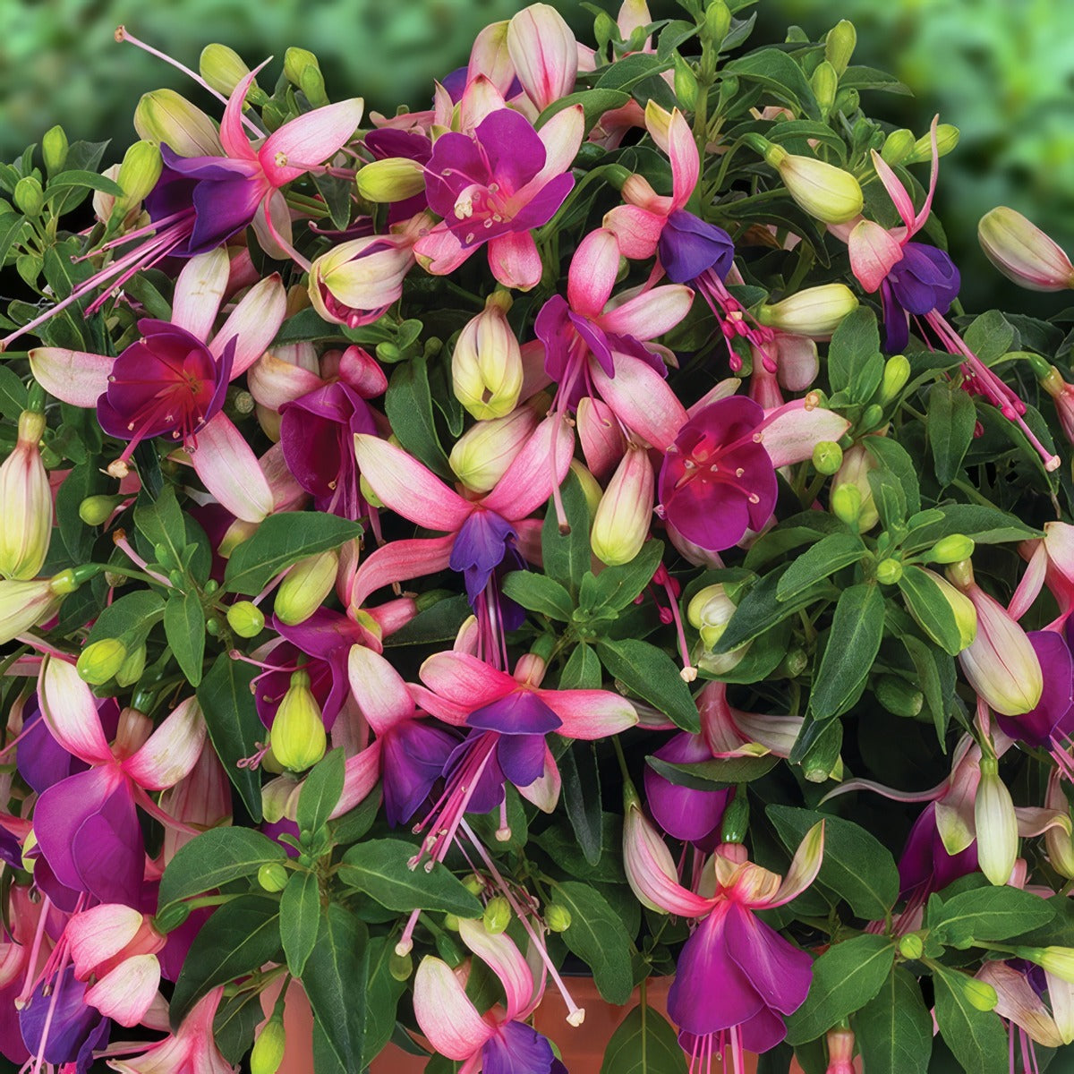 Fuchcia Ballerina Brisé - Garden Express Australia