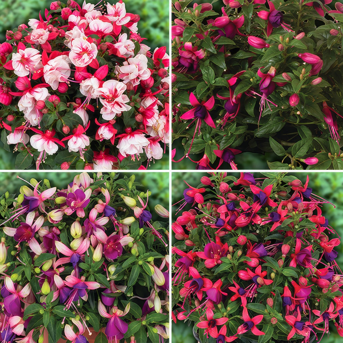 Fuchsia Ballerina Collection New Colfucbco - Garden Express Australia