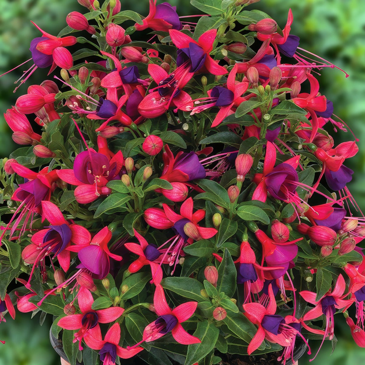 Fuchsia Ballerina Pirouette - Garden Express Australia