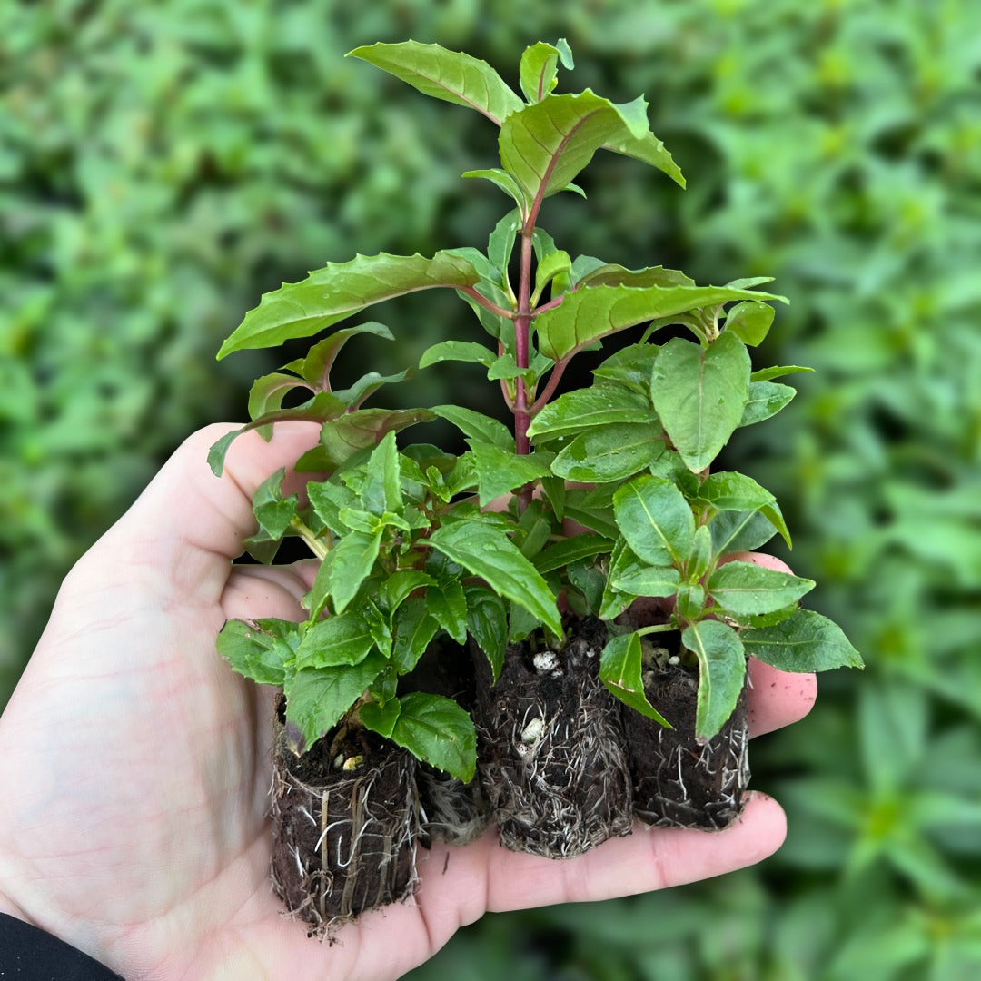 Fuchsia Plugs - Garden Express Australia