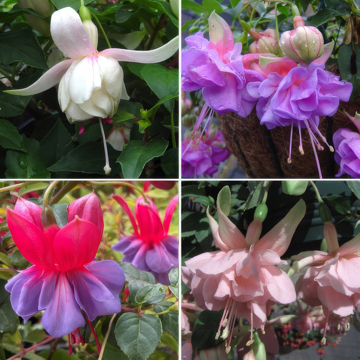 Fuchsia Compact Double Basket Or Pot Collection 2026 Colfuccbp - Garden Express Australia