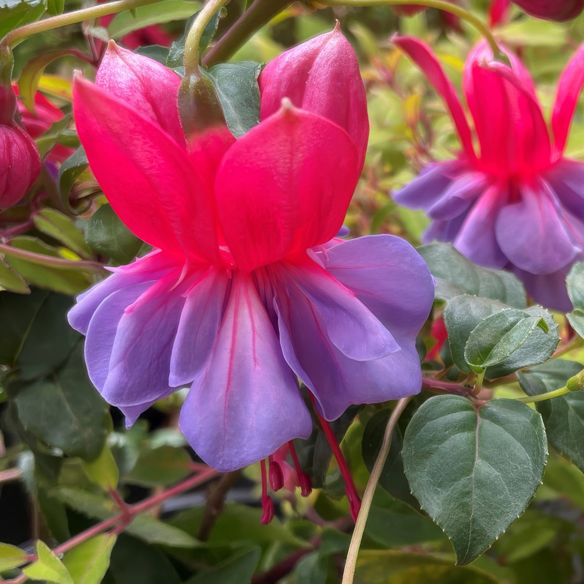 Fuchsia Dons Favourite P10fucdfa - Garden Express Australia