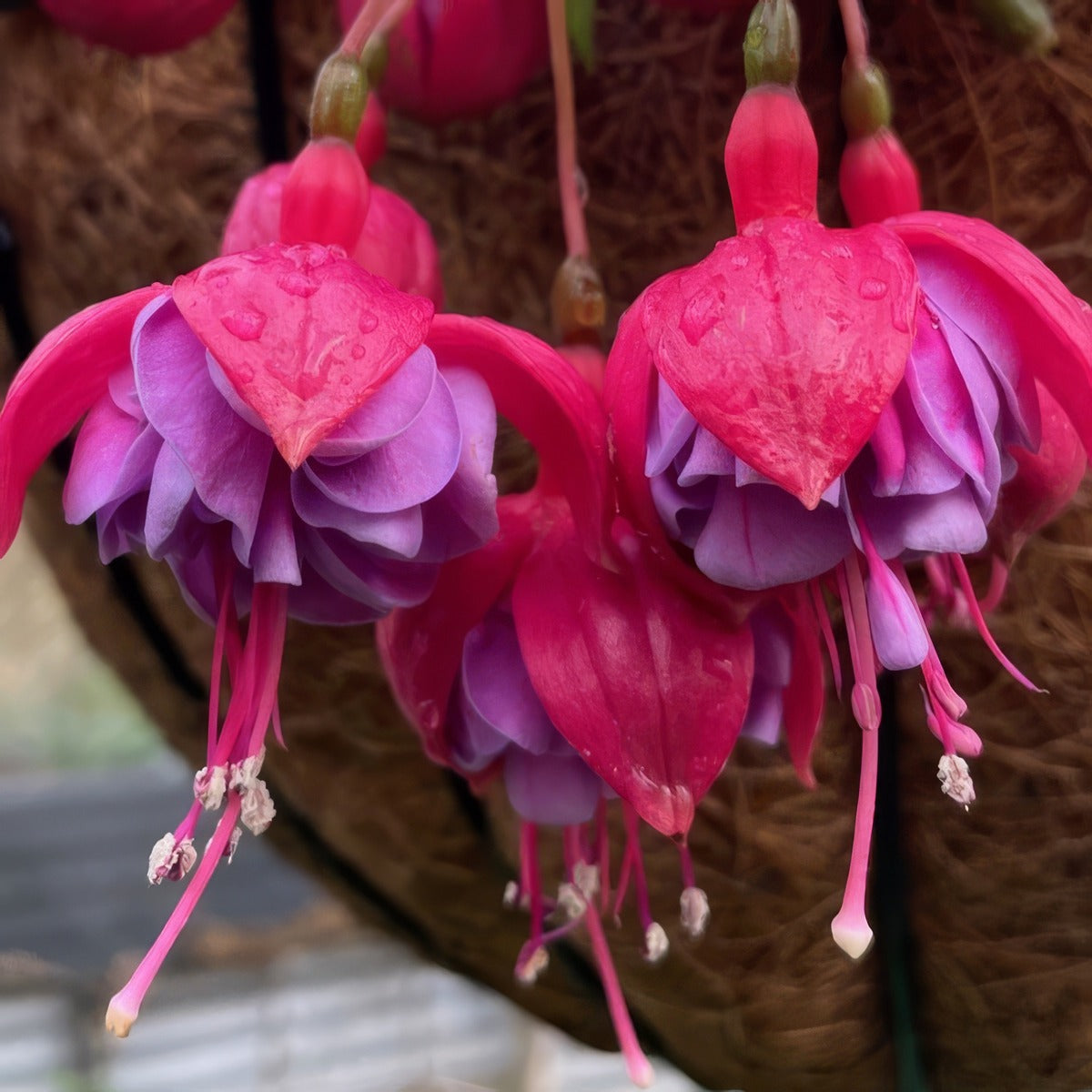 Fuchsia Blue Eyes - Garden Express Australia
