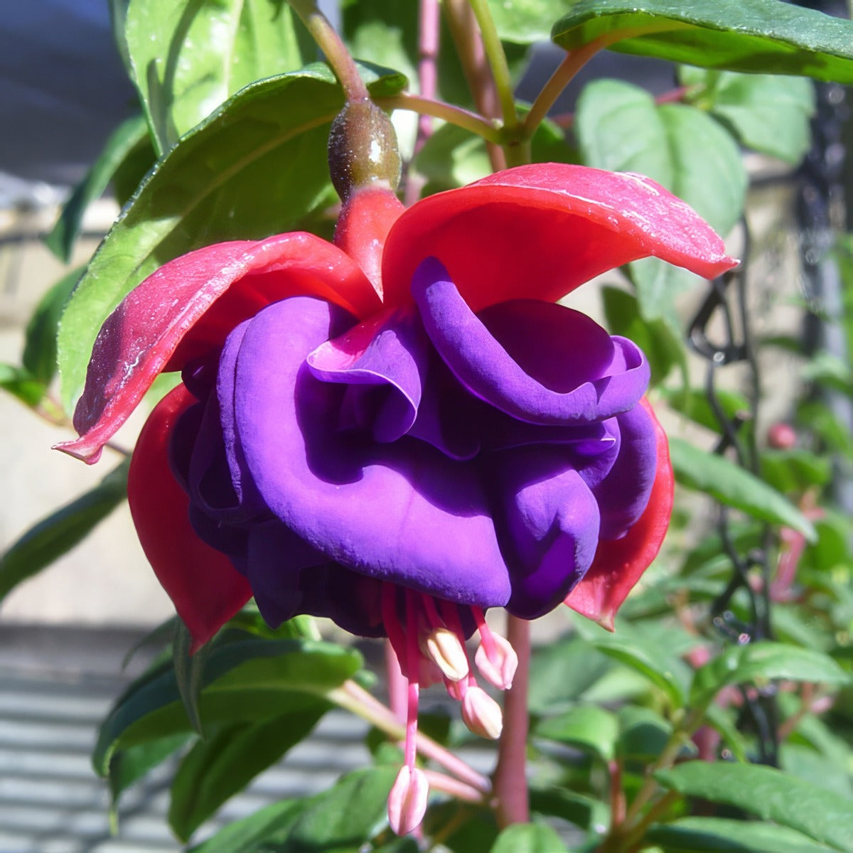 Fuchsia Dark Eyes - Garden Express Australia