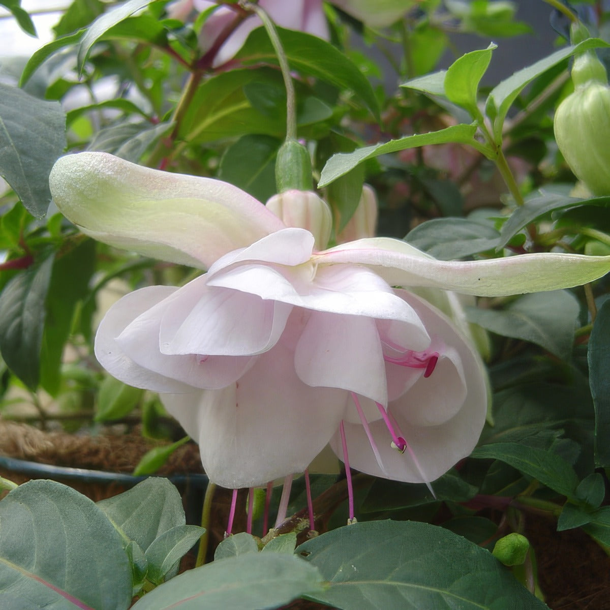 Fuchsia Feather Duster - Garden Express Australia