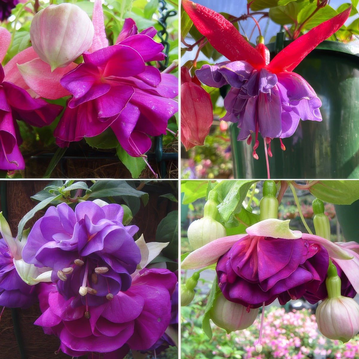 Fuchsia Compact Double Basket Collection 2 Colfuccdb2 - Garden Express Australia