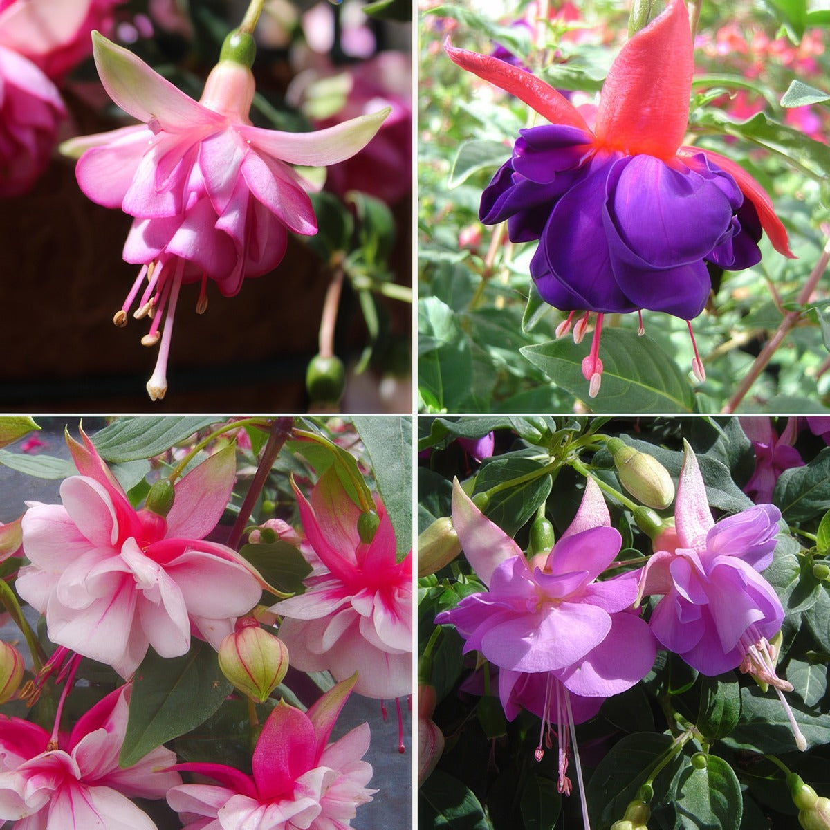 Fuchsia Compact Double Upright Collection Colfuccdu - Garden Express Australia