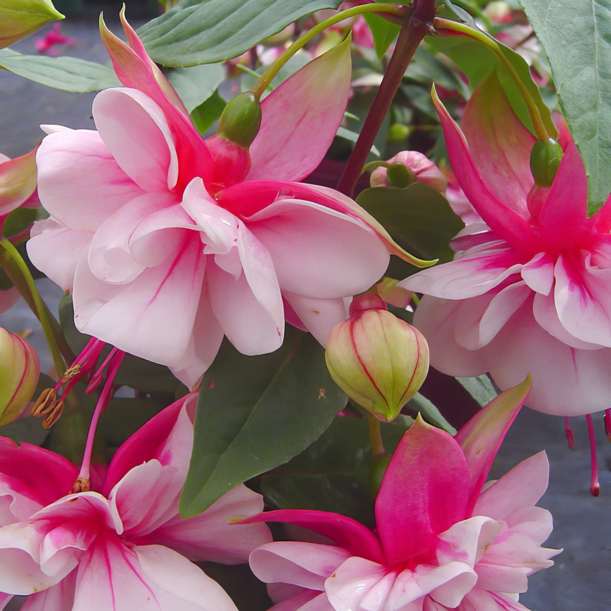 Fuchsia Weald View Minuet - Garden Express Australia