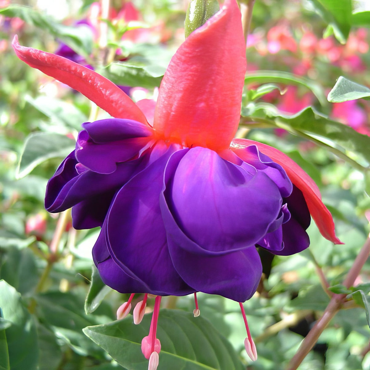 Wonder Violet - Garden Express Australia