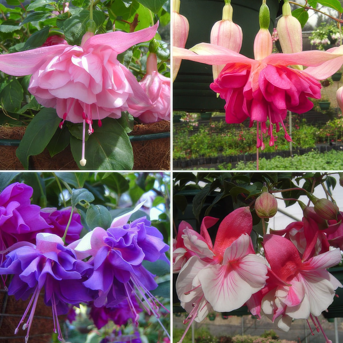 Fuchsia Double Basket Collection 2 20262 Colfucdb2 - Garden Express Australia
