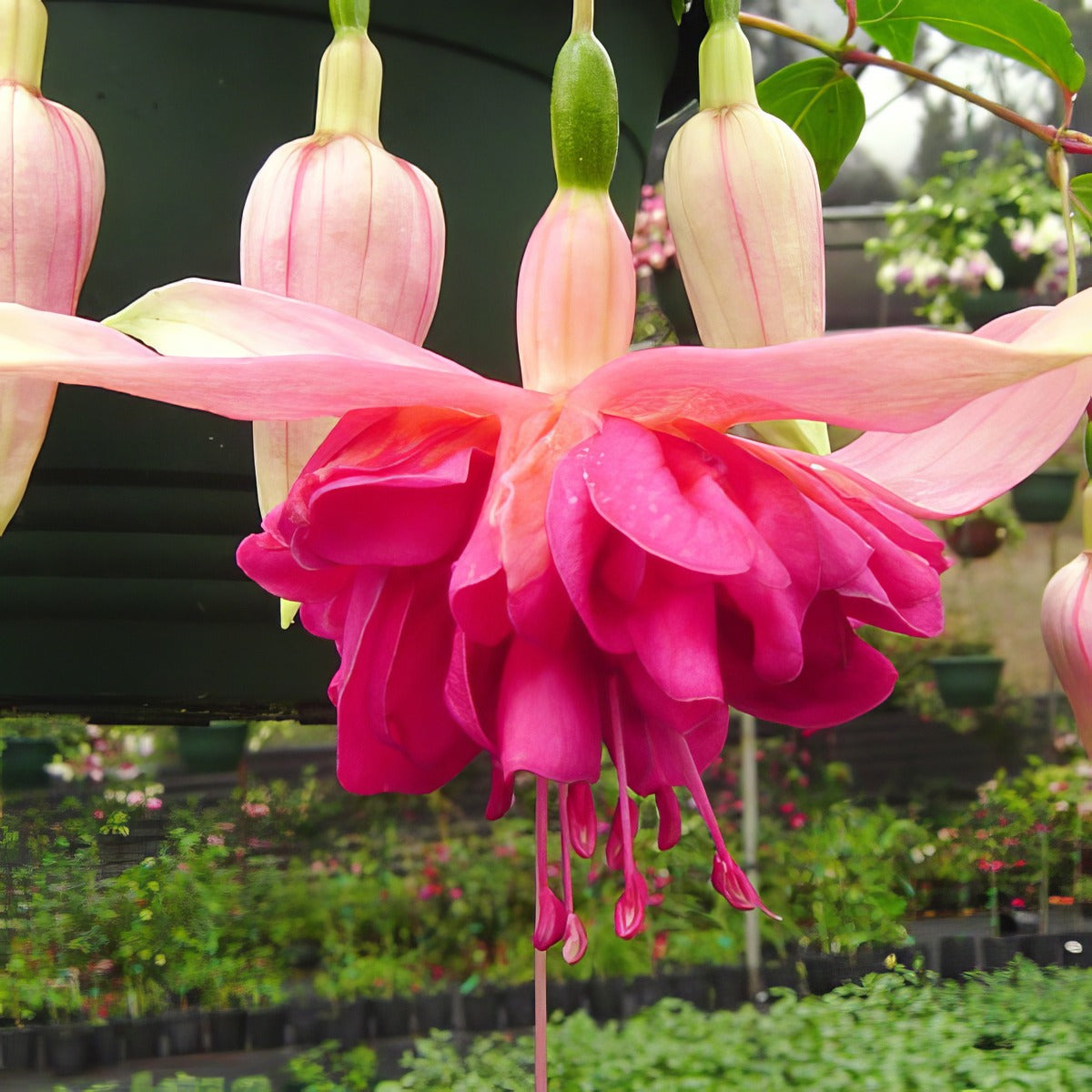Fuchsia Marsha Forte - Garden Express Australia