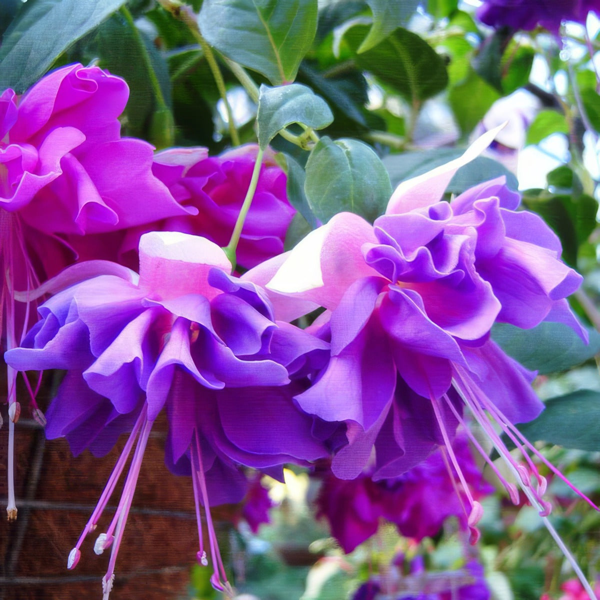 Fuchsia Yvonne Dawn - Garden Express Australia