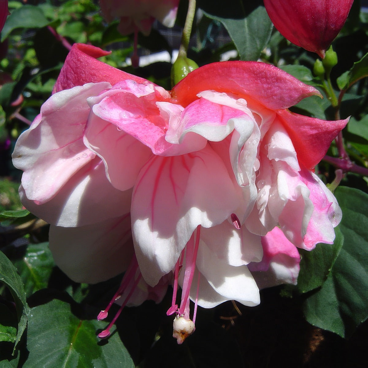 Fuchsia Christmas Candy - Garden Express Australia