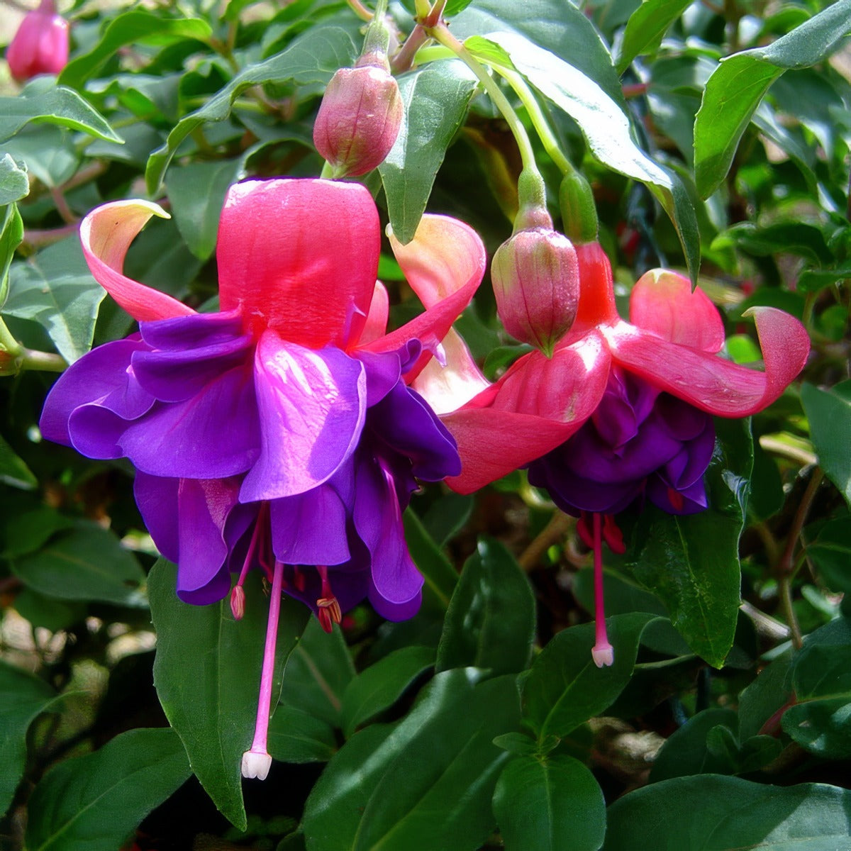 Fuchsia Donald Charles - Garden Express Australia