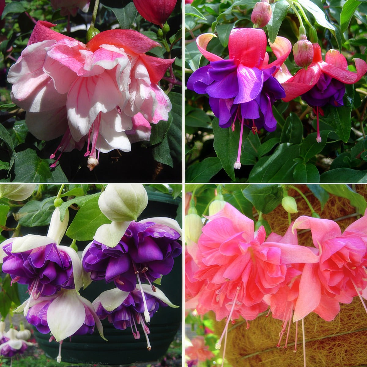 Fuchsia Double Basket Collection 3 2026 Colfucdb3 - Garden Express Australia