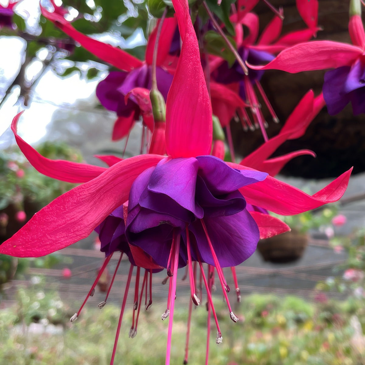 Fuchsia Bobby S Red Wings P10fucbrw - Garden Express Australia