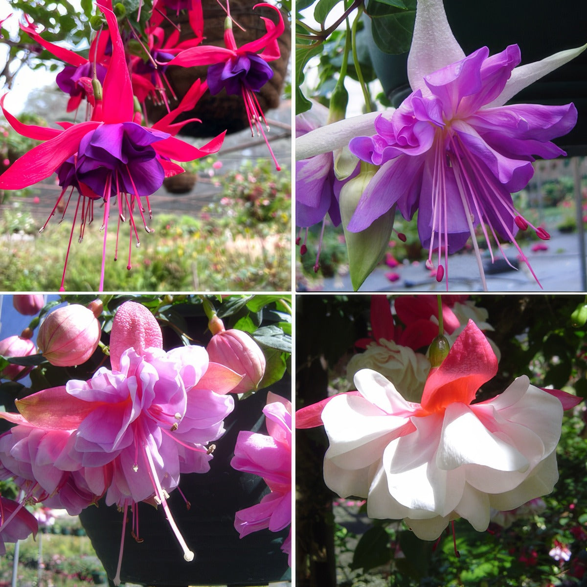Fuchsia Double Basket Collection 1 2026 Colfucdba - Garden Express Australia