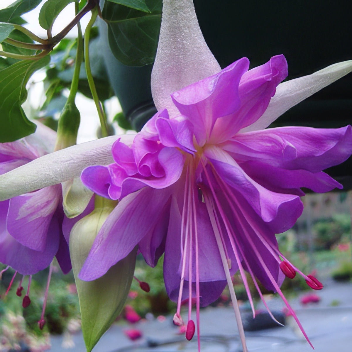 Fuchsia Glowing Lilac 2pplfucgli - Garden Express Australia