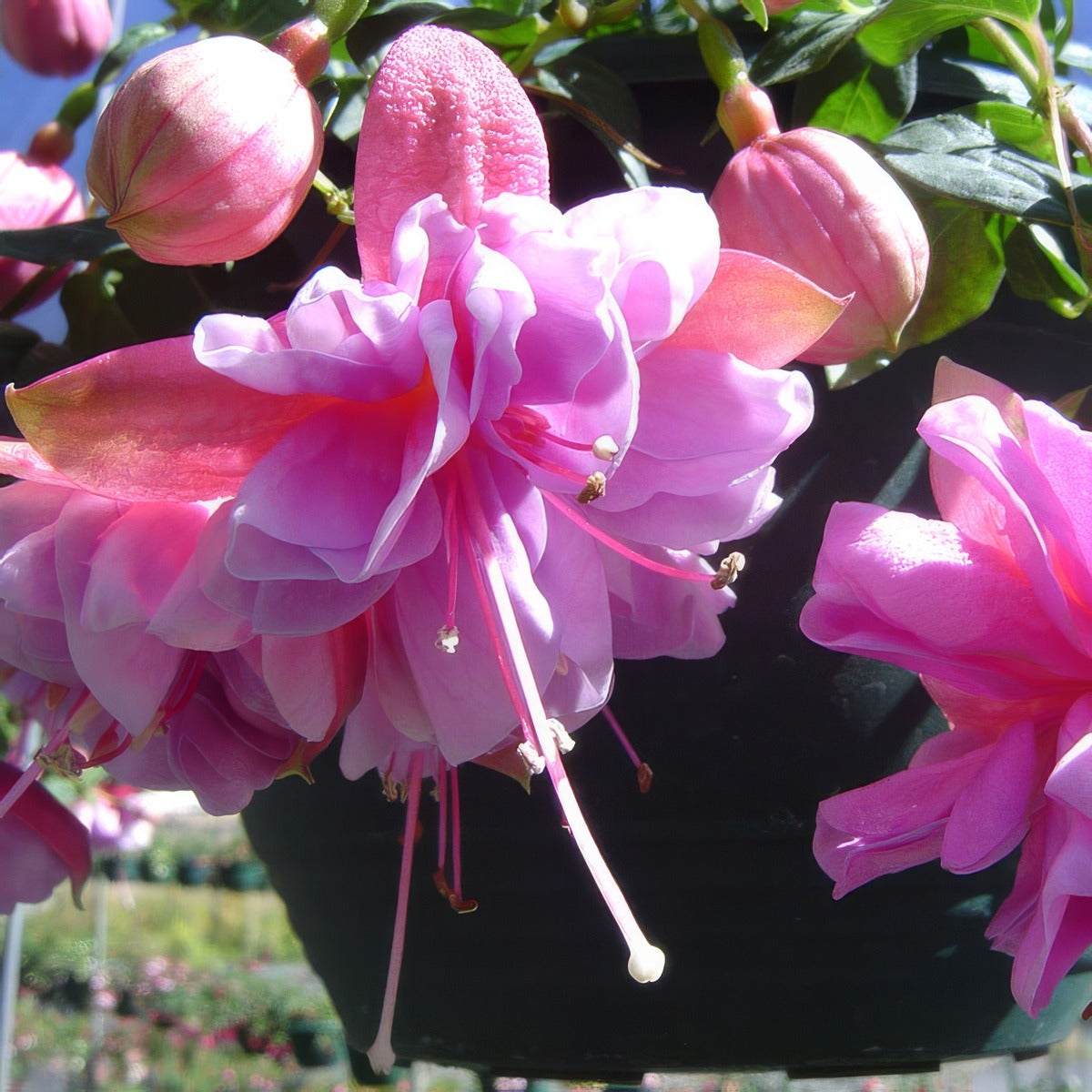 Fuchsia Joanne - Garden Express Australia