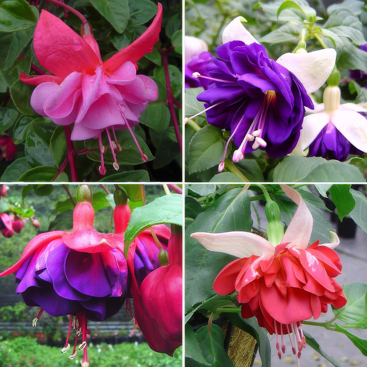 Fuchsia Double Basket Or Pots Collection 1 2026 Colfucdbp - Garden Express Australia