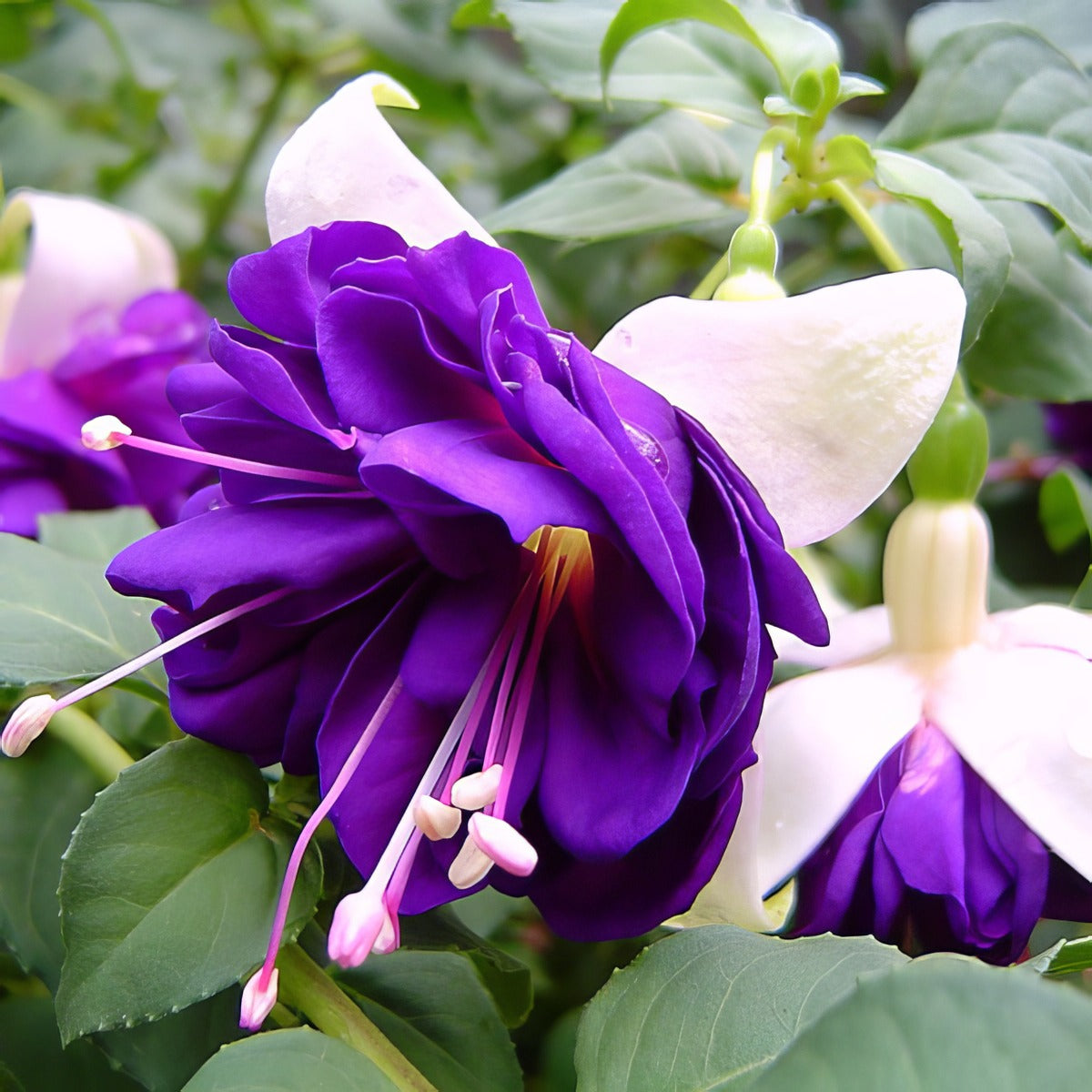 Pinto De Blue - Garden Express Australia