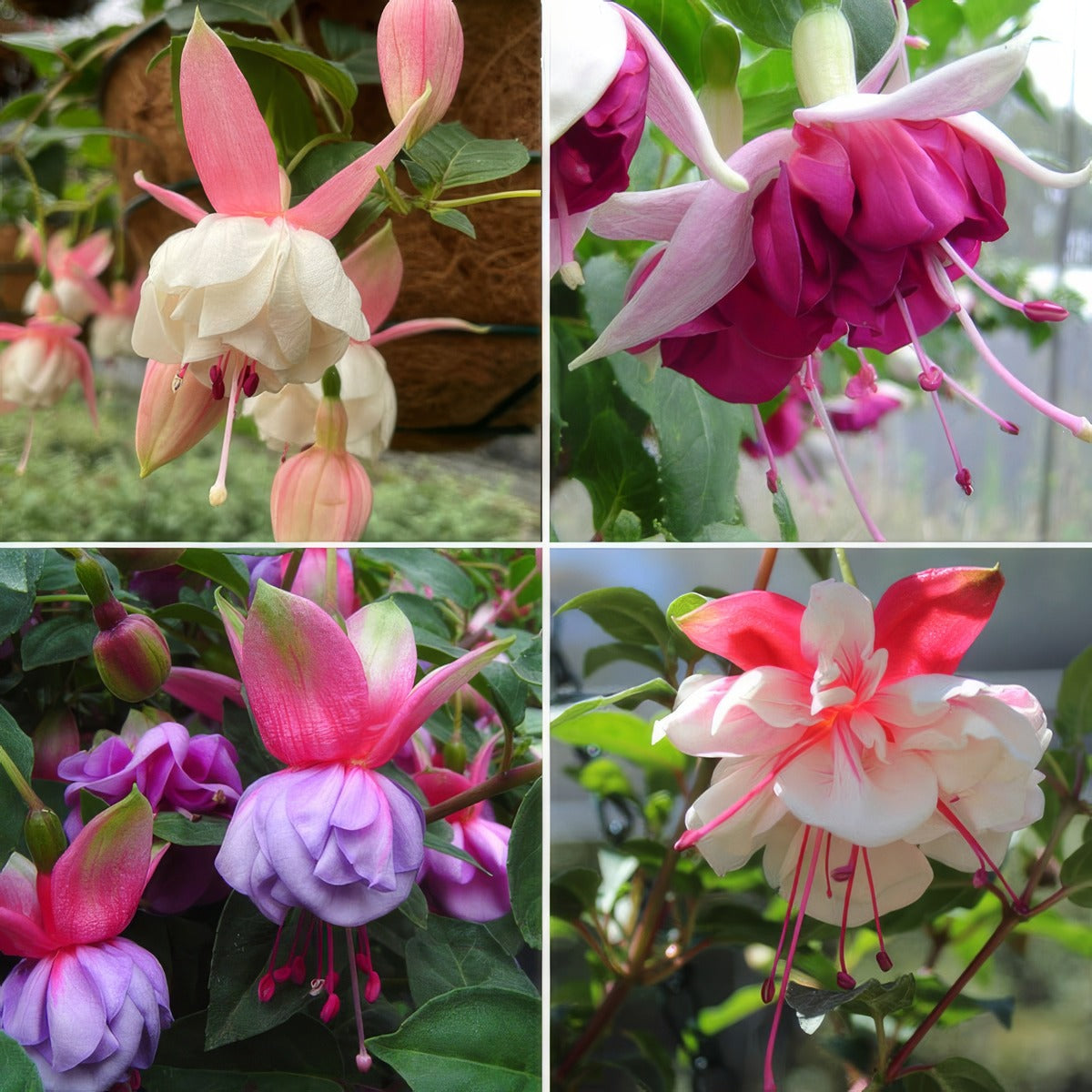 Fuchsia Double Basket Or Pots Collection 2 2026 Colfucdbp2 - Garden Express Australia