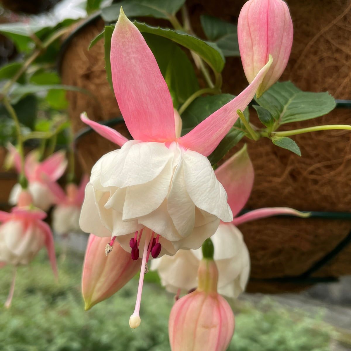 Fuchsia Nancy Lou - Garden Express Australia