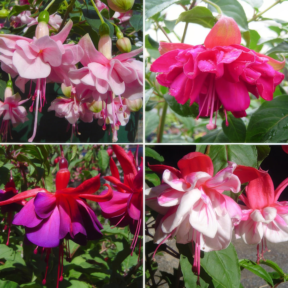 Fuchsia Double Upright Collection 2026 Colfucdup - Garden Express Australia