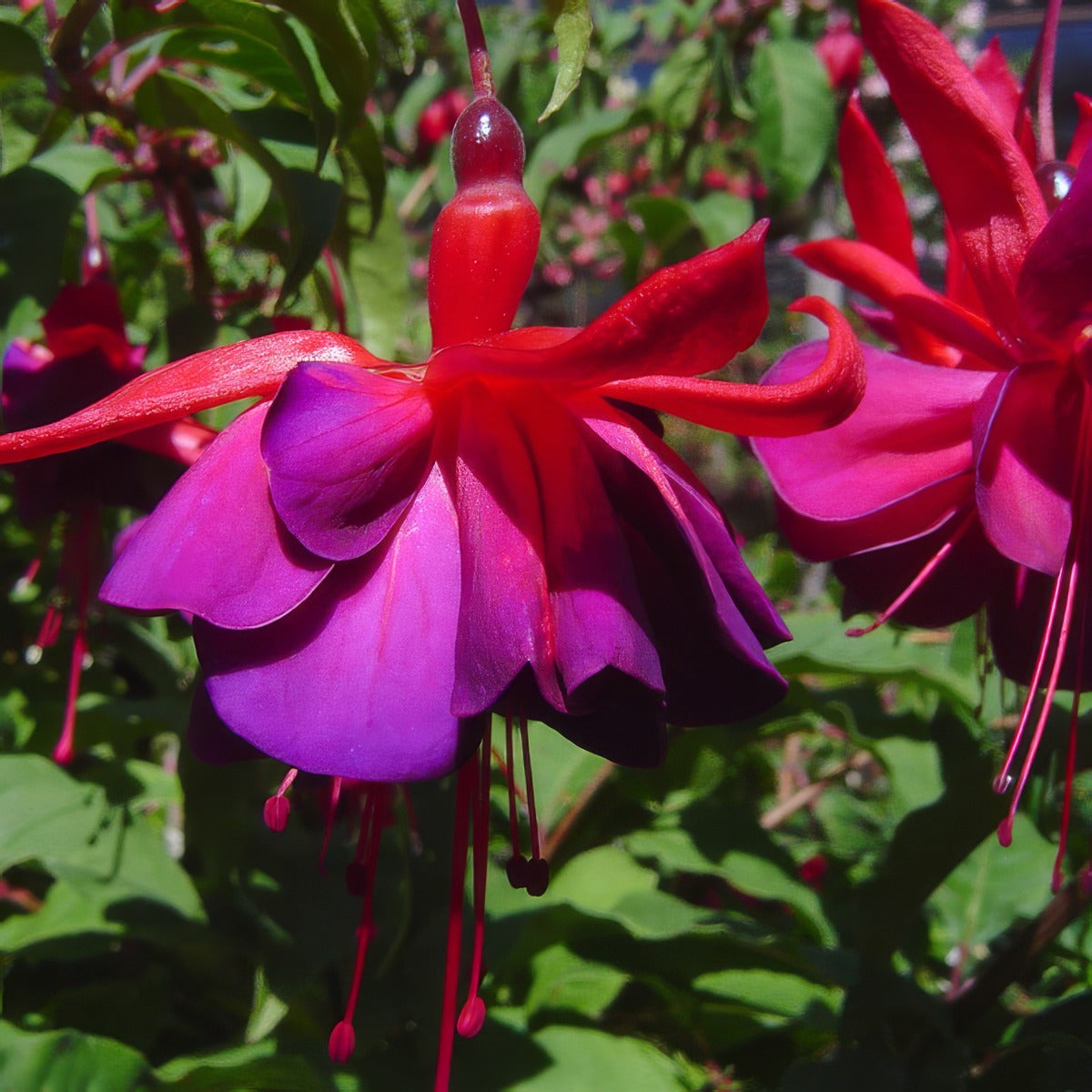 Fuchsia Indian Maid 2021 Pplfucima - Garden Express Australia