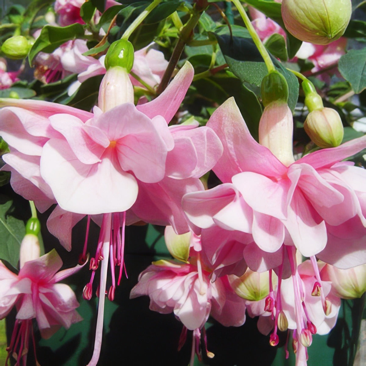 Fuchsia Pattie Sue 2016 Wvg - Garden Express Australia
