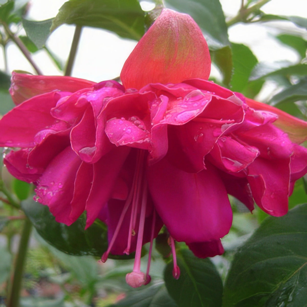 Fuchsia Weald View Big Red Pplfucwvb - Garden Express Australia