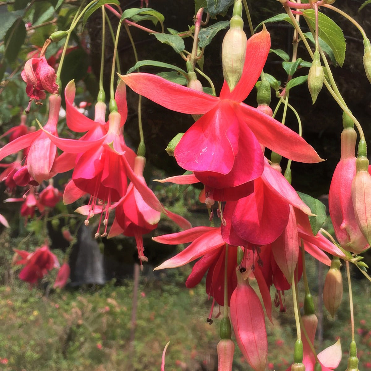Fuchsia Orange Mirage - Garden Express Australia