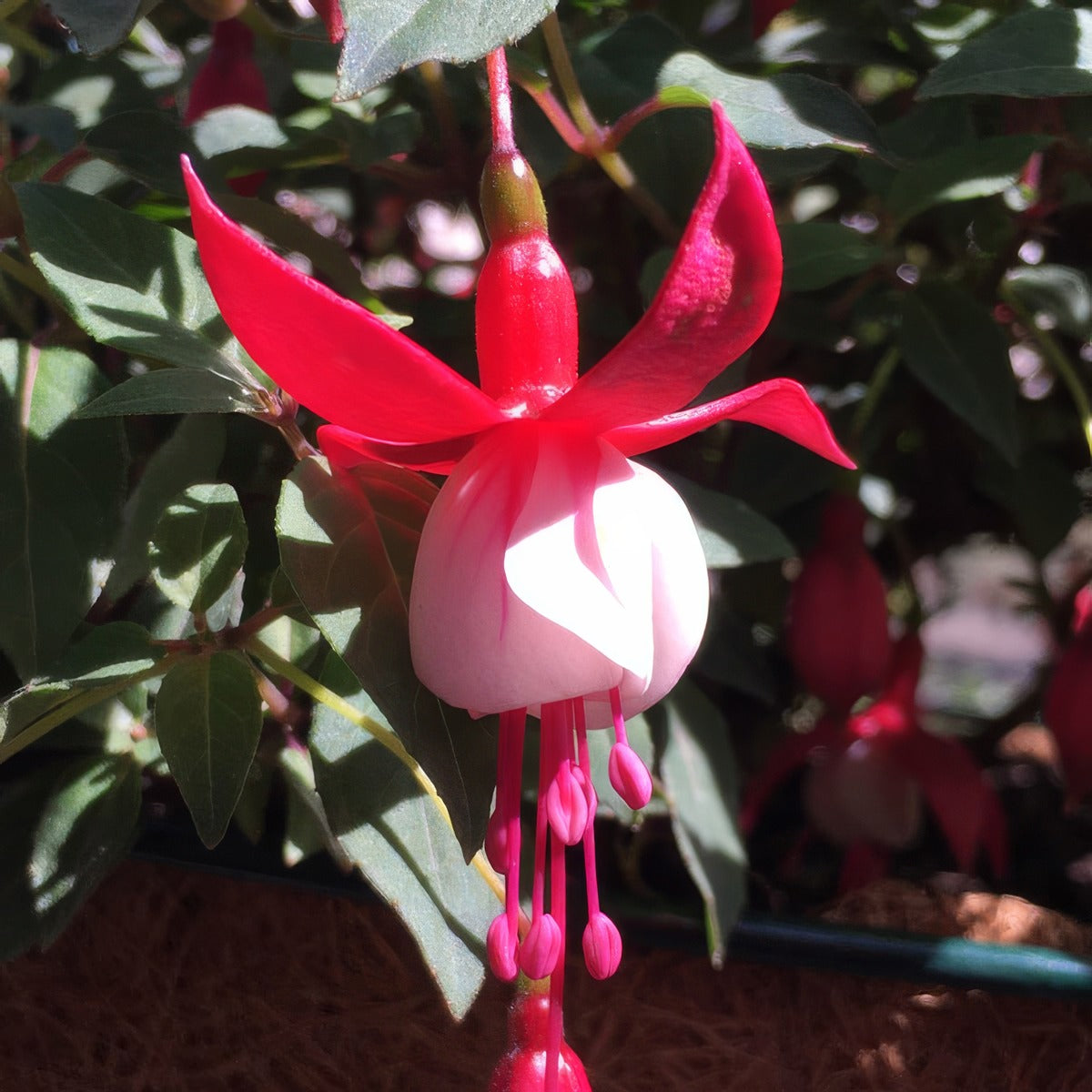 Fuchsia Shower Of Stars - Garden Express Australia