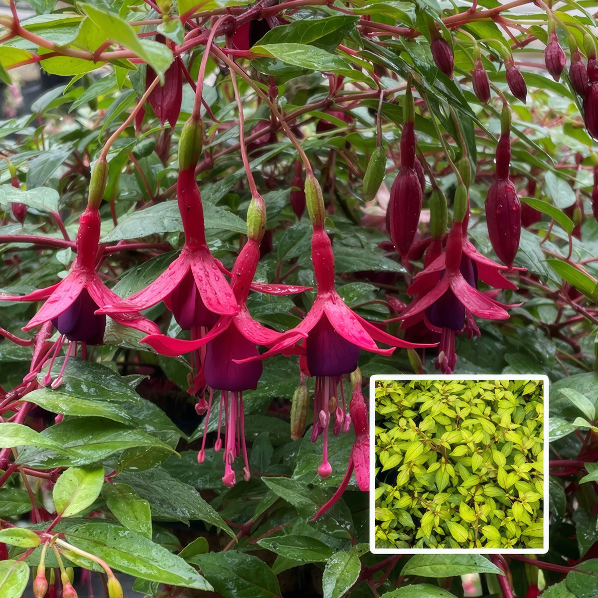 Fuchsia Weald View Gold N Garnet P10fucwvgg - Garden Express Australia