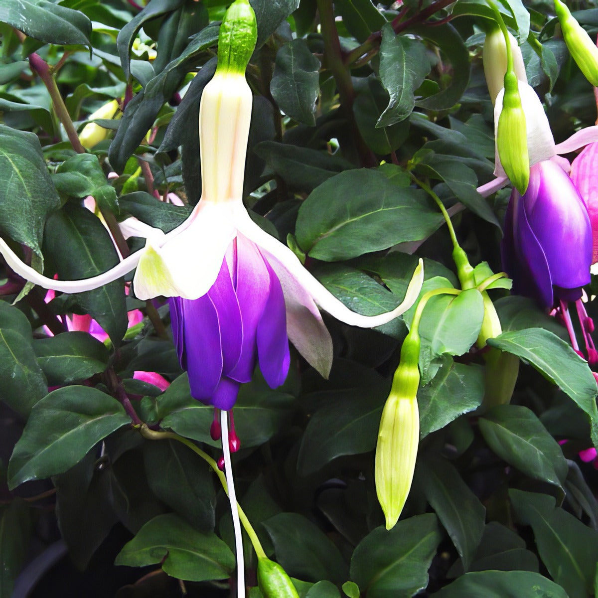 Fuchsia Carmel Blue - Garden Express Australia