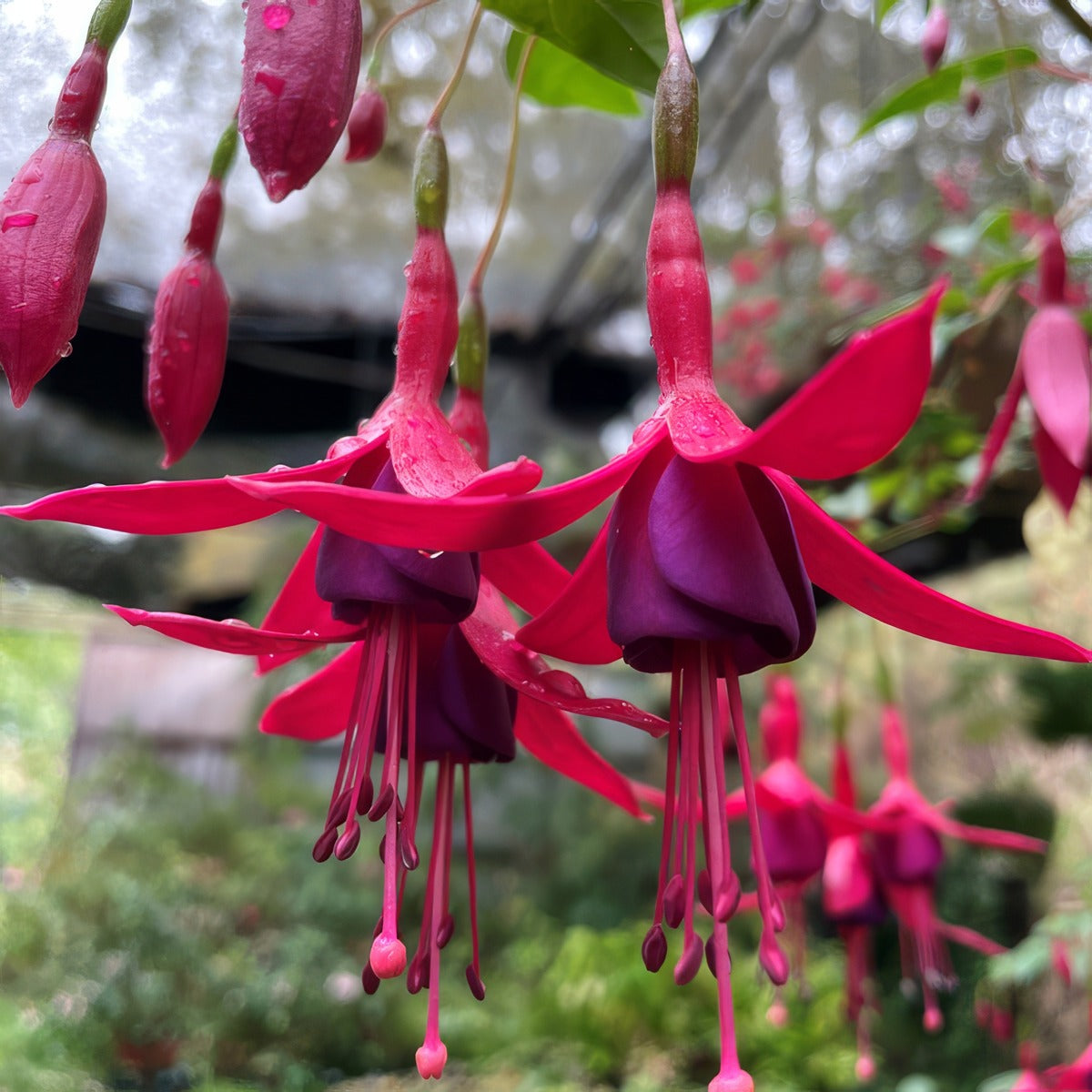 Fuchsia Weald View Garnet - Garden Express Australia