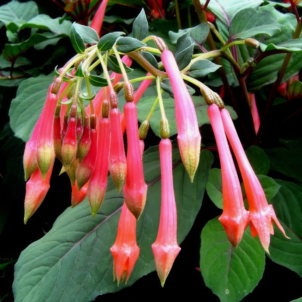 Fuchsia John Maynard Scales - Garden Express Australia