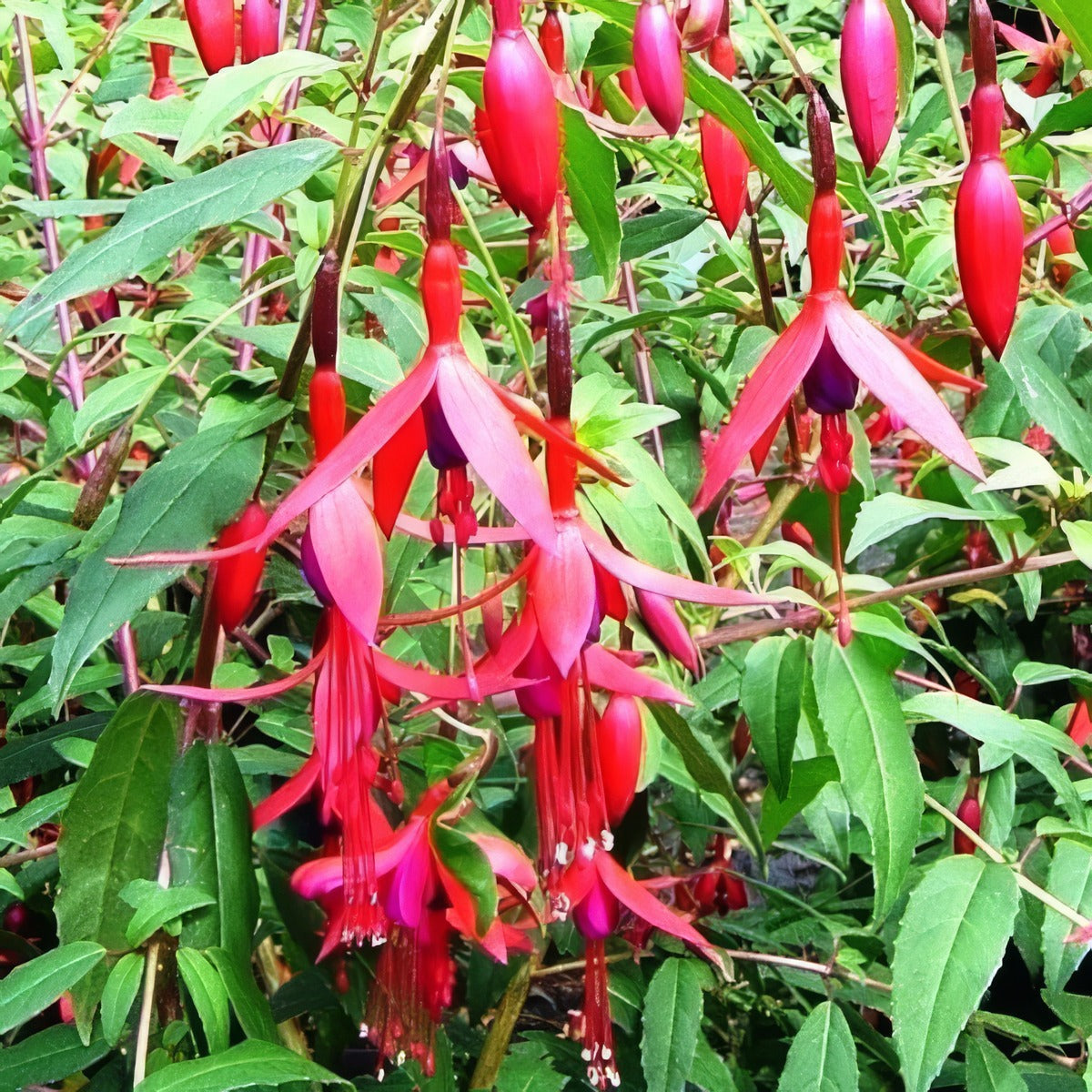 Fuchsia Loxhore Herald - Garden Express Australia