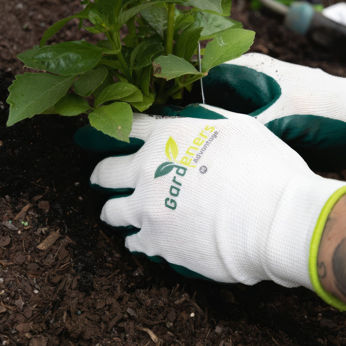 Ga Gloves - Garden Express Australia