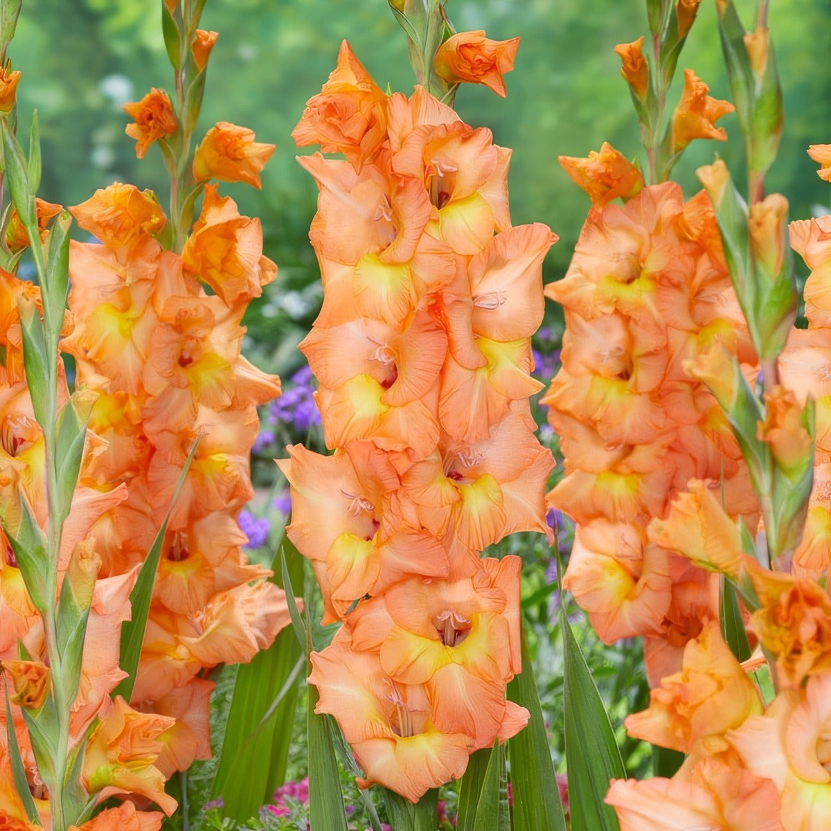 Gladiolus Olympic Flame Pkglaofl - Garden Express Australia