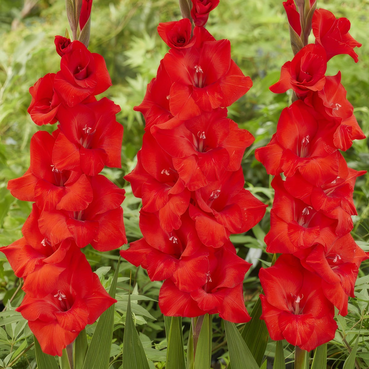 Gladioli Toscane 2 Pkglatos - Garden Express Australia