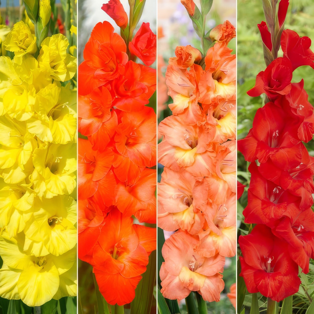 Gladioli Winter Col Colglawc2 2026 - Garden Express Australia