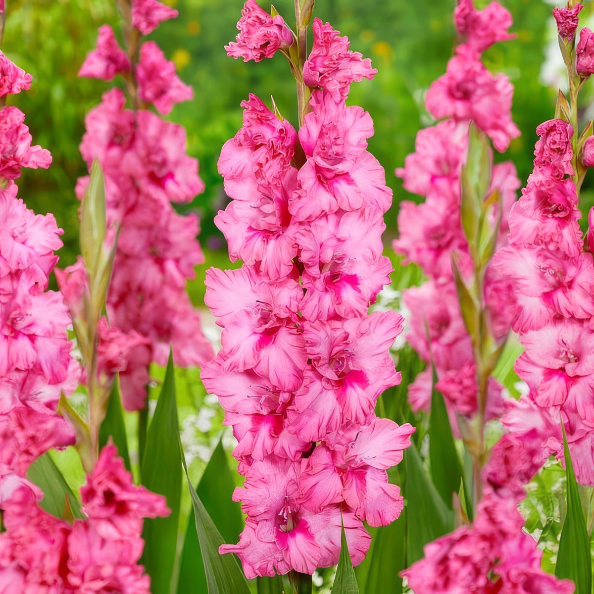 Gladioli Kingston Ruffle Pkglakru - Garden Express Australia