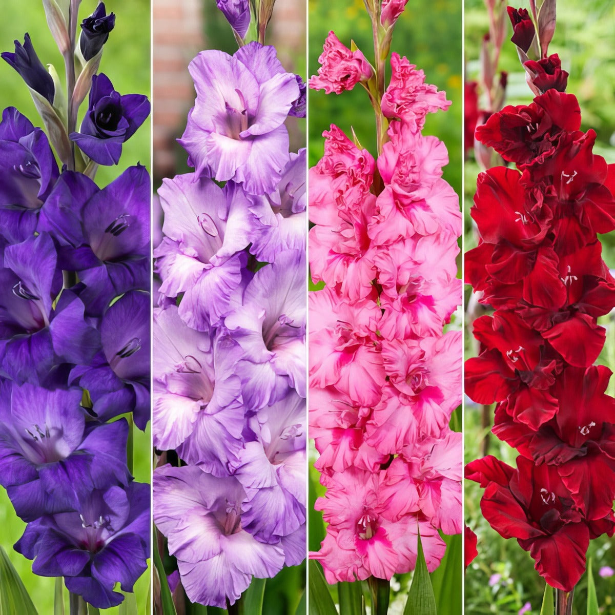 Gladioli Winter Col Colglawc3 2026 V2 - Garden Express Australia