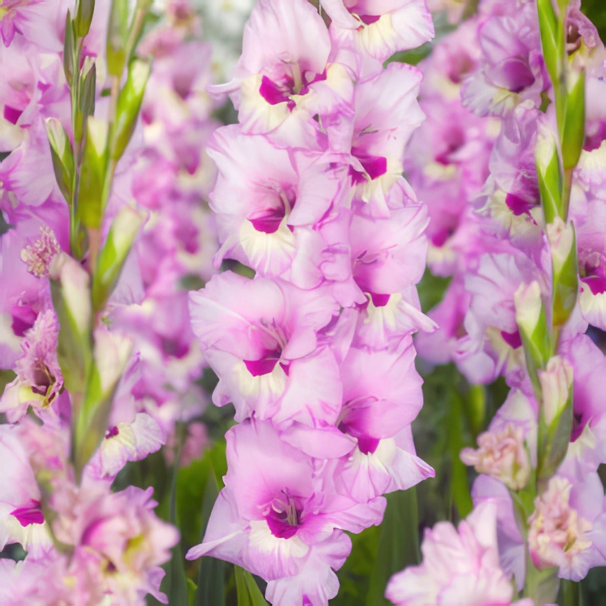 Gladiolus Zamora Pkglazam - Garden Express Australia