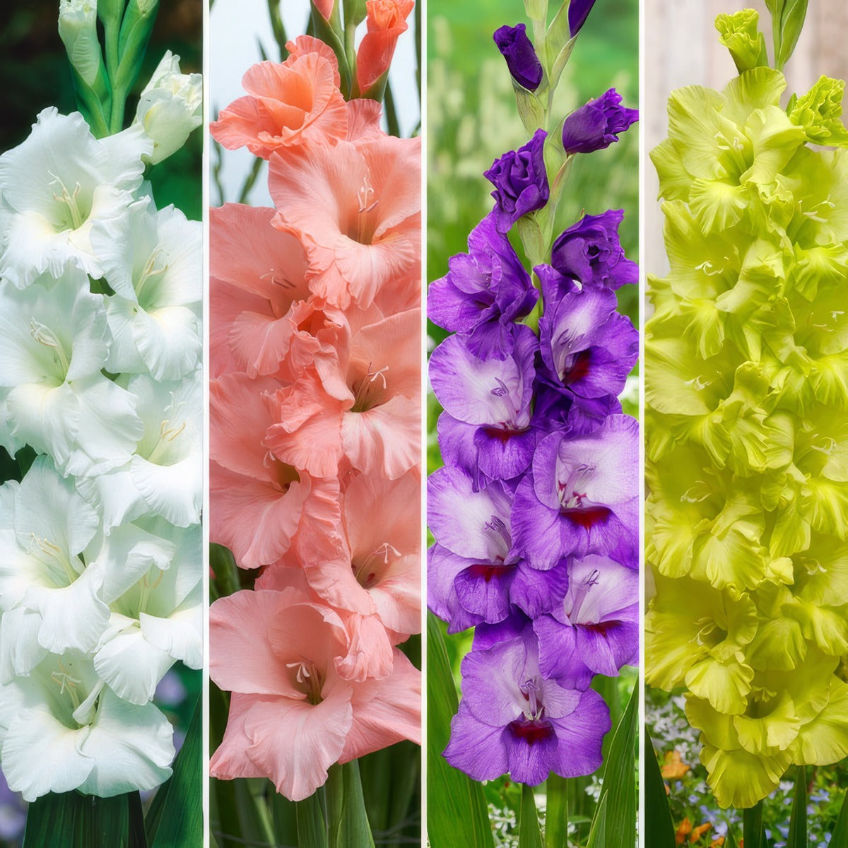 Gladioli Winter Col Colglawc5 2026 - Garden Express Australia