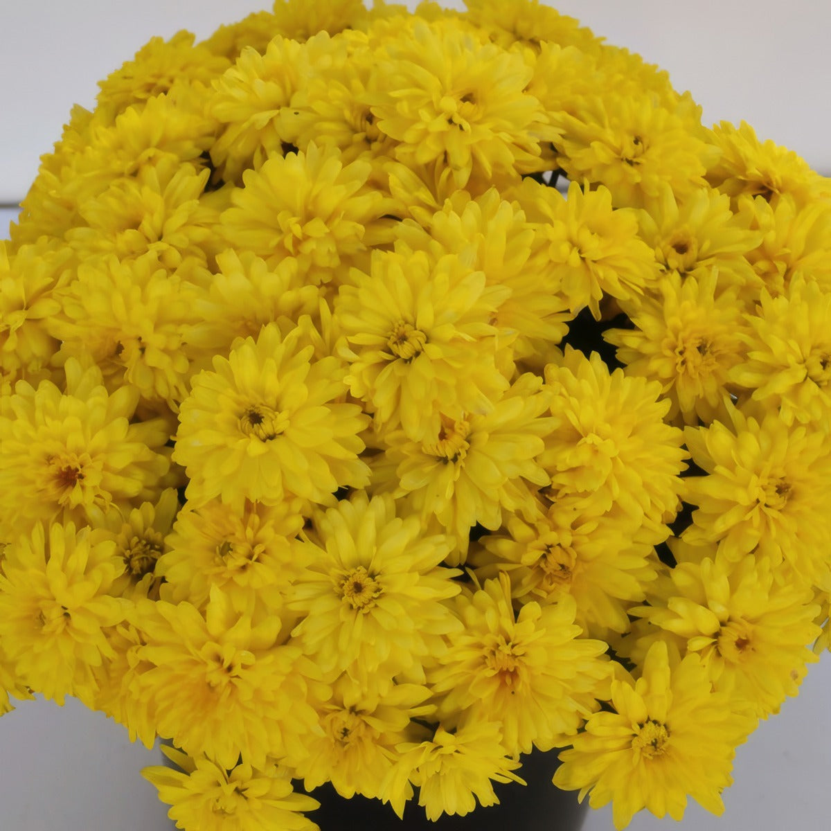 Garden Mum Chrysanthemum Youpi Citron P10gmuyci - Garden Express Australia
