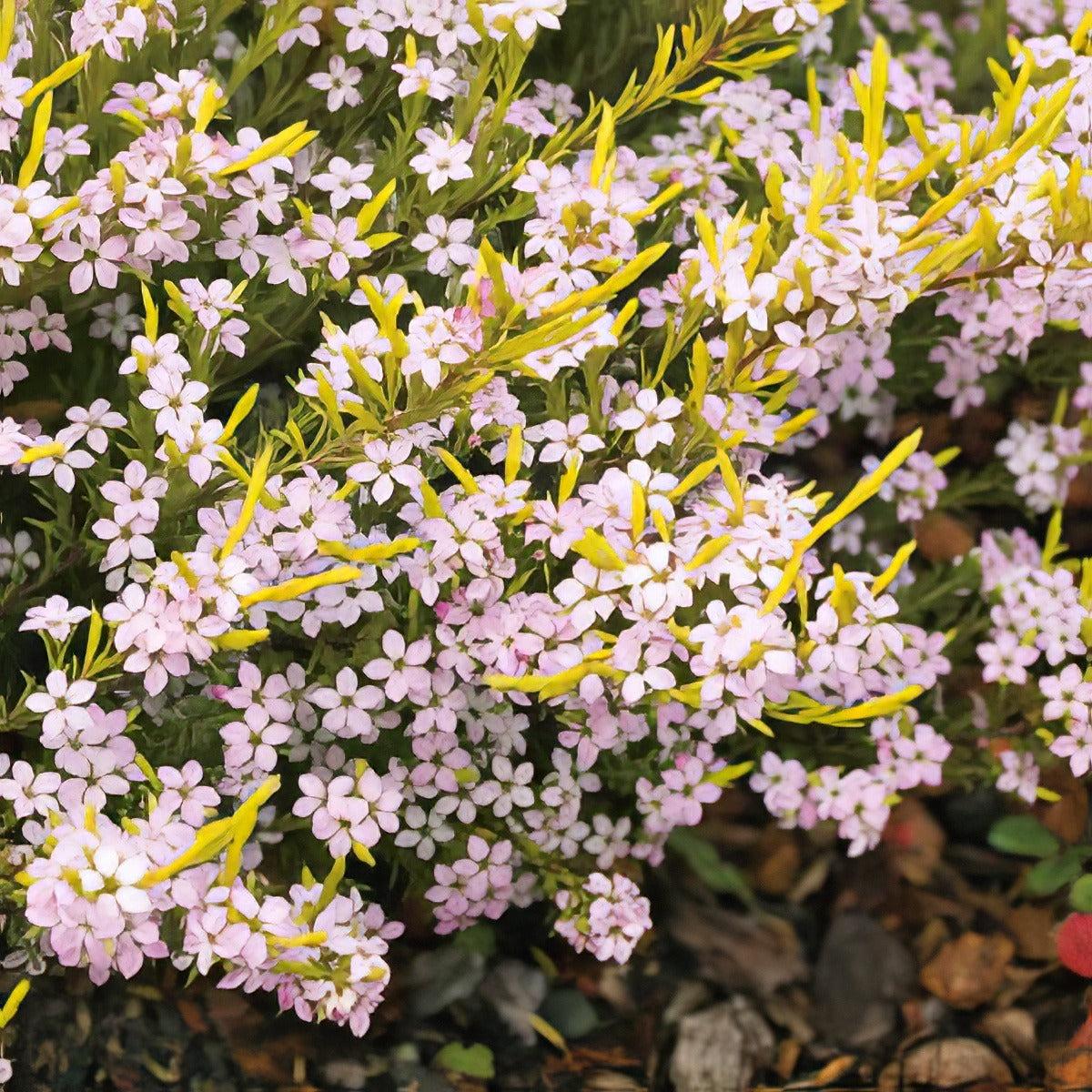 Golden Diosma Lpogoldio 2019 - Garden Express Australia