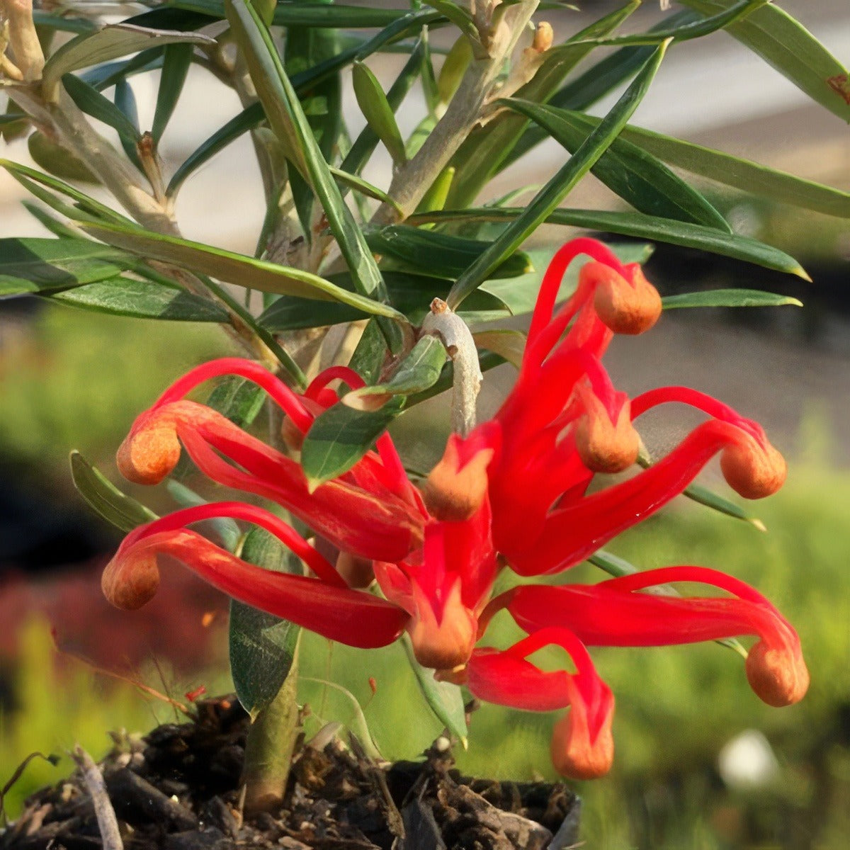 Grevillea Big Red 2020 Lpogrebre - Garden Express Australia